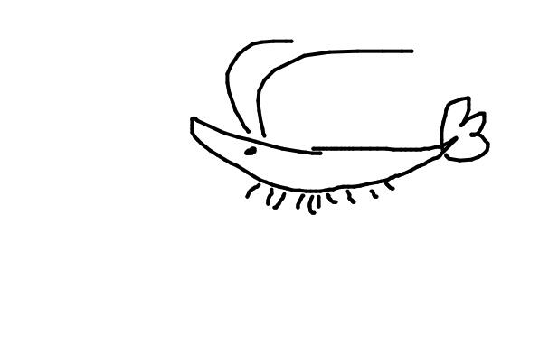 shimp